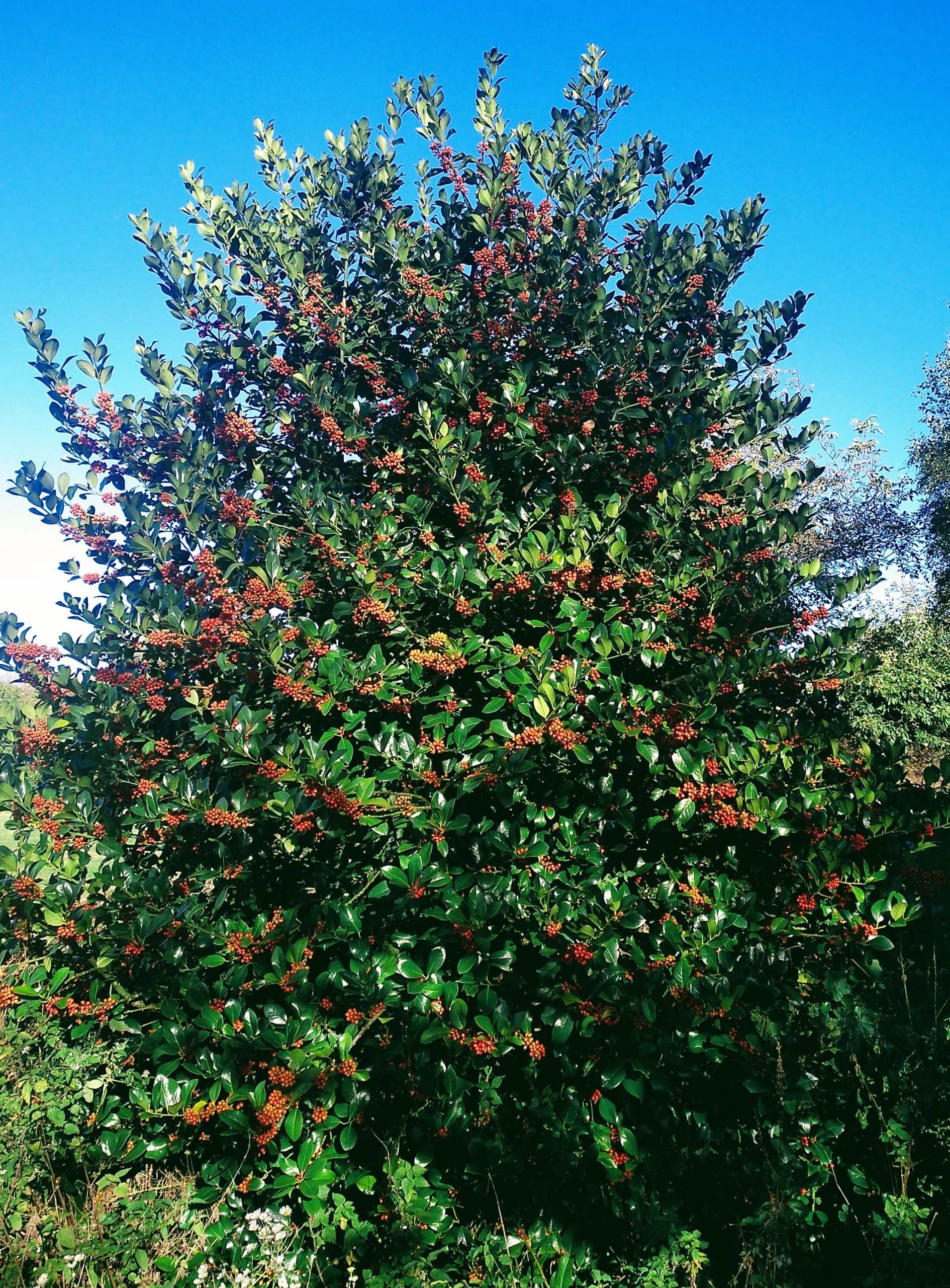 Ilex Aquifolium