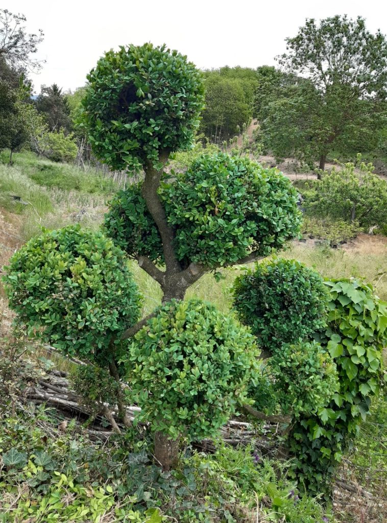 Buxus Sempervivens