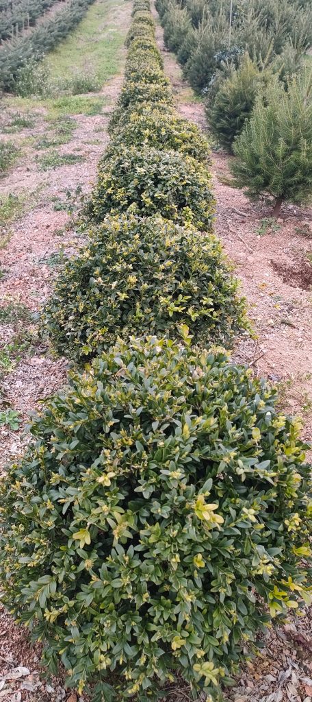 Buxus Sempervivens