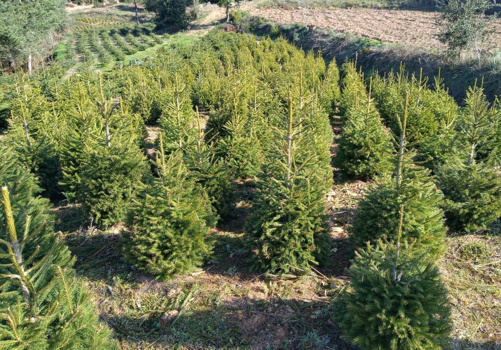 Picea Excelsa