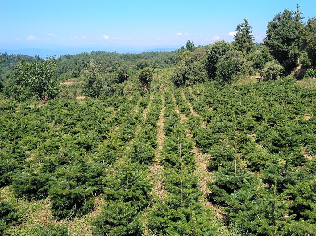 Abies Nordmanniana